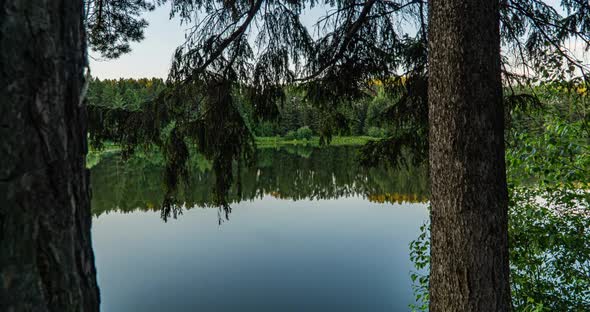 Green Forest. Pine Trees. Camera Movement Inside the Forest. Wonderful Green Forest Over the Lake in alt