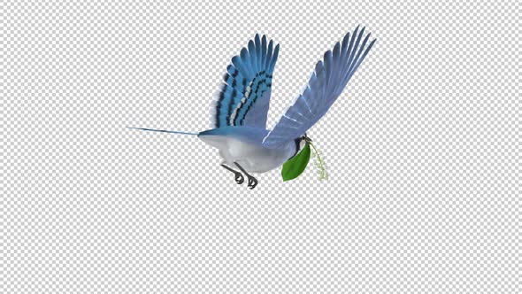 Blue Jay Bird with White Forest Flower - Flying Loop - Back Angle View - Alpha Channel