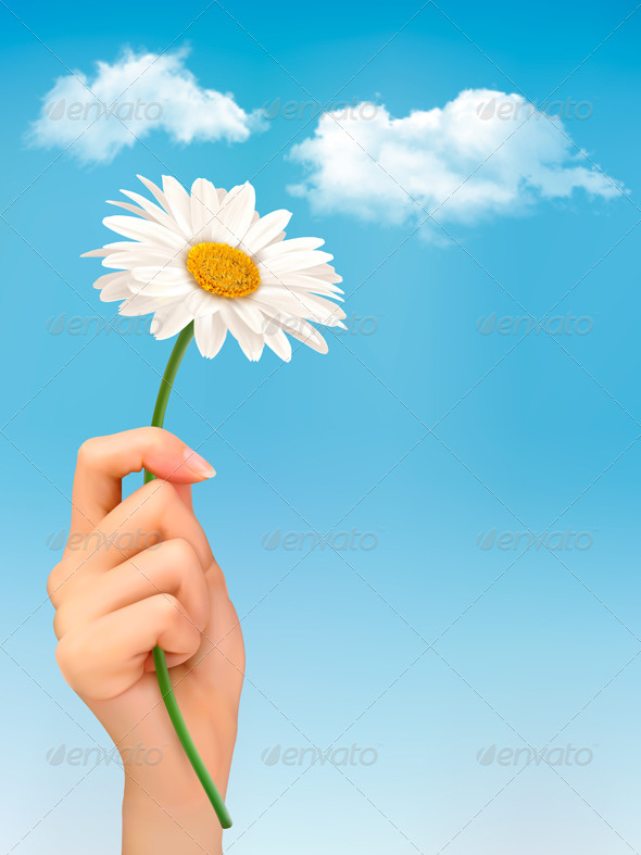 White Daisy in Front of the Blue Sky - Flowers & Plants Nature