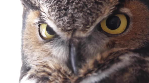 Great horned owl extreme close up - portrait of incredible bird of prey alt