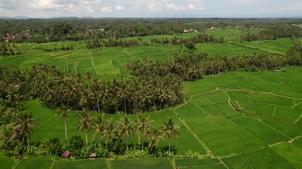 aerial of tropical rice field surrounded by coconut trees in Ubud Bali Indonesia alt