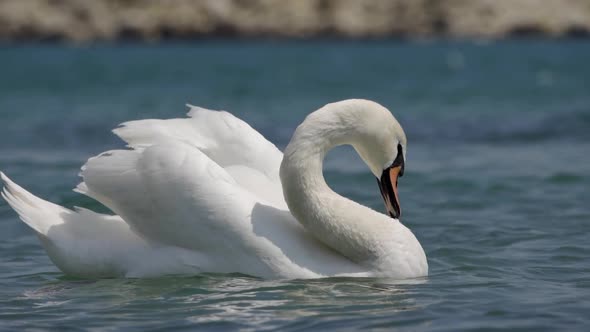 Closeup of a Graceful White Swan Brushing Its Feathers on the Lake