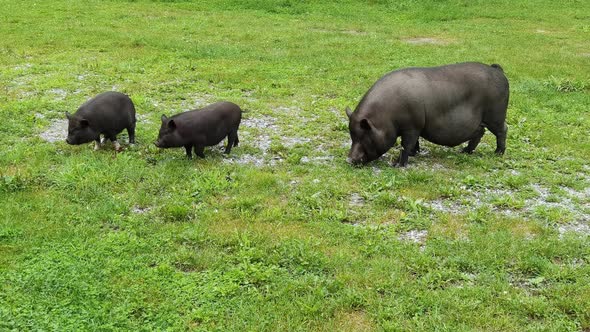 Funny Black Pig Walkin on Green Grass