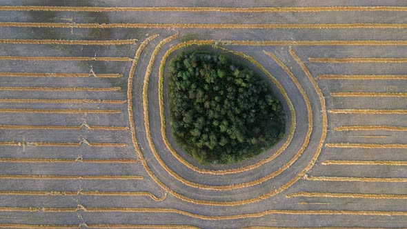 Aerial vertical drone viewing sidewards over island of trees within a wheat field in Alberta, Canada alt