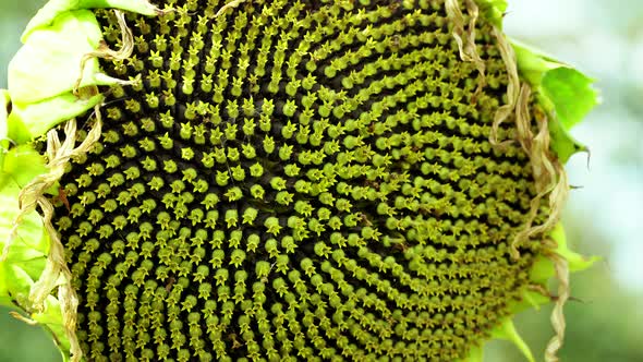 The Ripened Sunflower Head On the Trunk