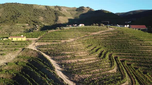 Flying over a terraced hillside vineyard in the Douro Valley of Portugal. Aerial, 4K. alt