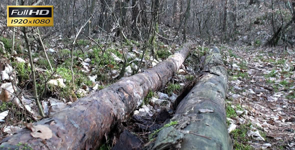 Two Felled Trees in the Forest