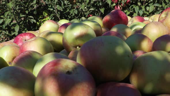 Fresh Apples Harvest on a Sunny Autumn Day