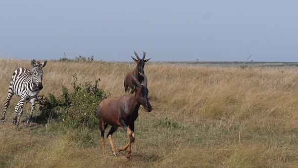 Grant's Zebra, equus burchelli boehmi, topi, group running through Savannah alt