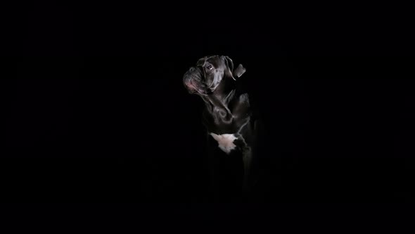 Cane Corso Poses in a Dark Studio on a Black Background alt