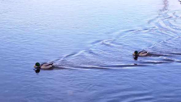 A Pair Of Mallard Ducks With Seagull Swimming On The Calm Water Near The Park In Romania. - medium s alt
