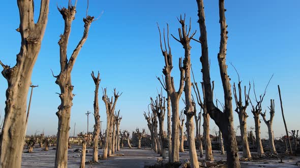 Drone flight through stand of tall dead trees in historic flooded town; Epecuen alt