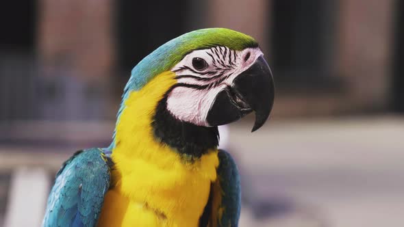 Side View Of A Beautiful Blue-and-yellow Macaw Perched On A Branch With Blurry Background On Its Hab alt