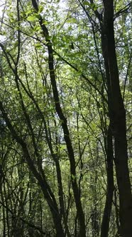 Vertical Video of Green Forest During the Day alt