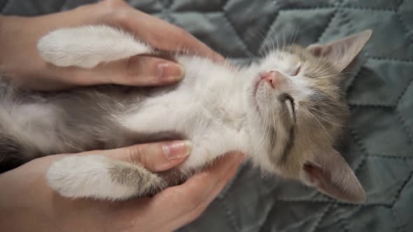Fluffy Kitten Sleeps on the Bed Lying on Its Back