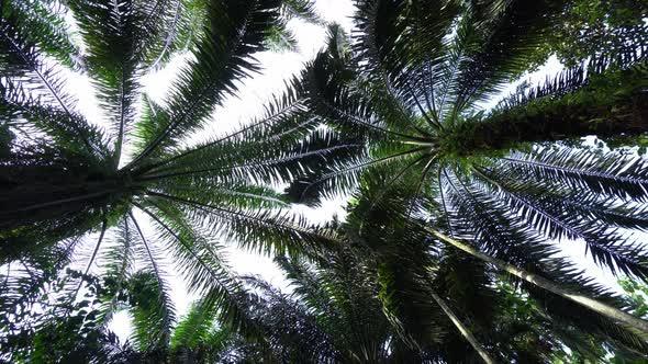 CS - Oil Palm Tree 05
