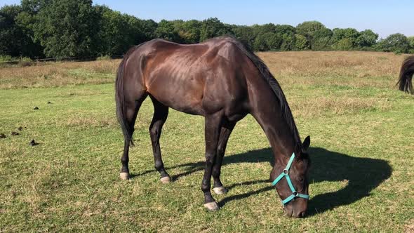 Very beautiful grazing brown horse on the one meadow. alt