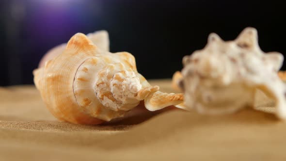 Different Sea Shellsand Starfish on Beach Sand, Black, Rotation, Close Up, Macro alt