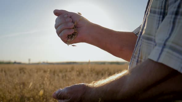 Farmer Pour Golden Ripe Grains From Hand To Hand Background The Field alt