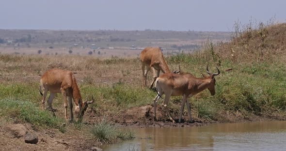 Hartebeest, alcelaphus buselaphus, Herd standing at Waterhole, Nairobi Park in Kenya, Real Time 4K alt