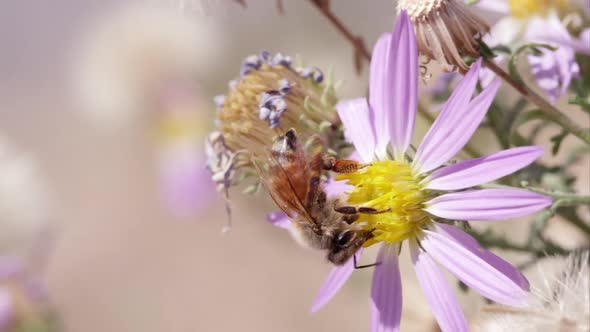 Honey bee on clover flowers alt
