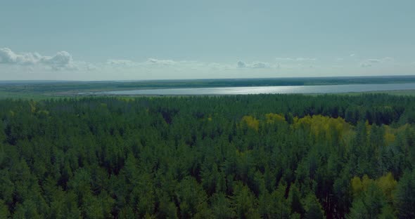 Aerial View of Beautiful Nature with Mixed Forest and Shiny River in Sunny Weather  Prores