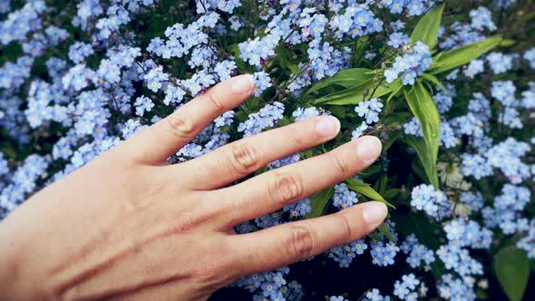 Close-up of Woman's Hand Touching Beautiful Blue Forget-me-not Flowers. Feeling the Wonderfull World
