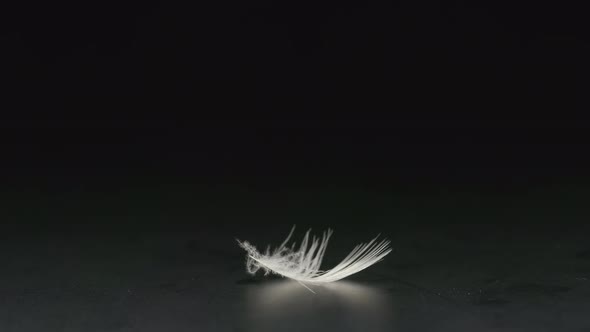 Macro shot - White feather falls on a black desk