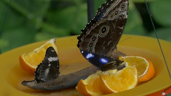 Three butterflies on a plate with sliced orange alt