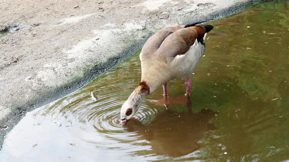 Goose standing in the water 