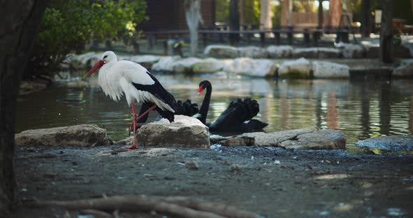 Stork waking around on the ground with two black swans swimming in the lake alt