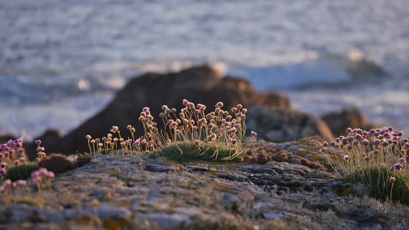 Centaury Flowers Zoom Out to Wide Beach