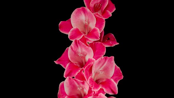 Time lapse of Opening Pink Gladiolus Flower