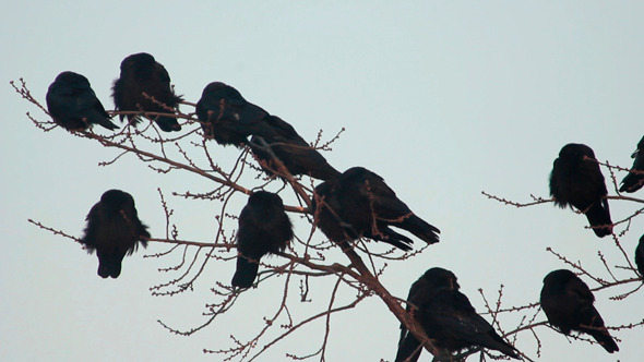 Ravens On Tree 21