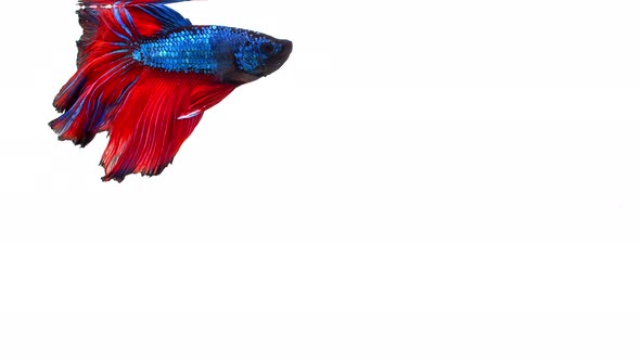 Siamese fighting fish (Betta splendens) alt