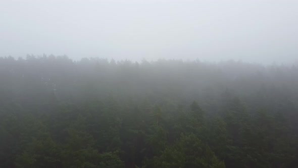 Forest Strong Fog Aerial Drone View