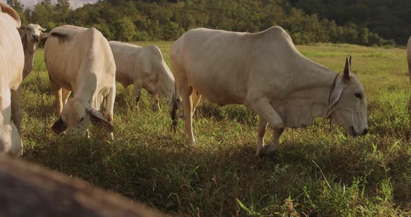 A herd of well-groomed cows and steers graze in a meadow. alt