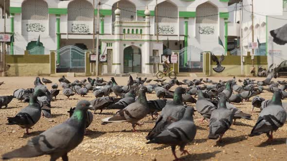Close view of pigeons eating seeds alt