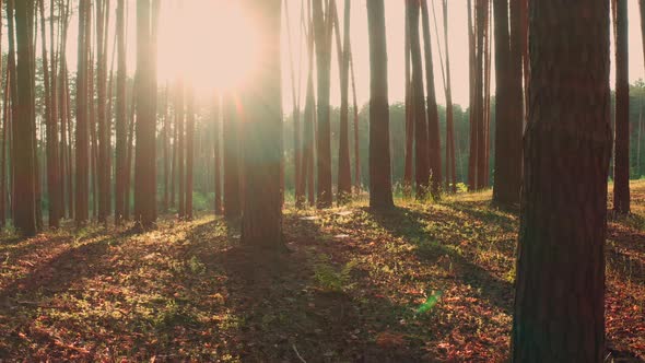 Sunbeams and Rays in the