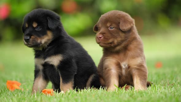 Cute Puppy baby dogs playing in the green park alt