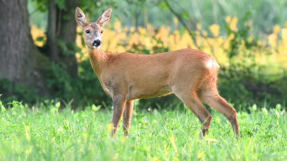 Wild Female Roe Deer Grazing in a Field