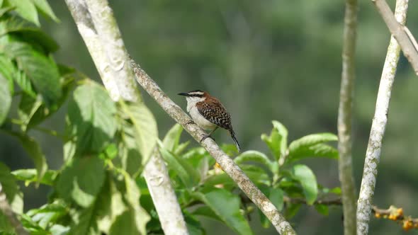 Rufous-naped Wren Bird on a Branch at its Natural Habitat in the Forest