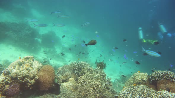 Coral Reef and Tropical Fish Underwater. Camiguin, Philippines alt