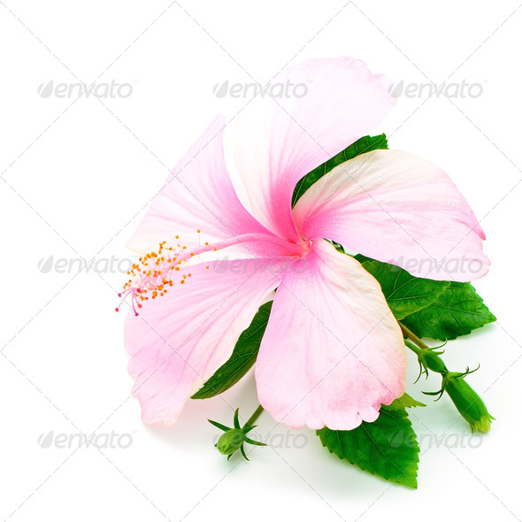 pink Hibiscus - Stock Photo - Images