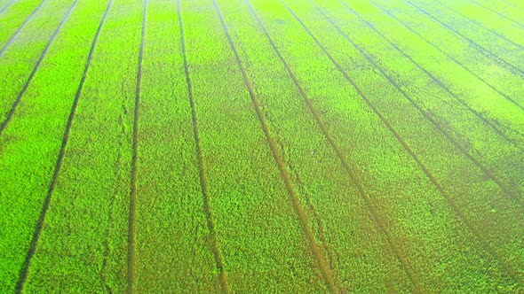 Drone flying over the beautiful rice sapling field alt