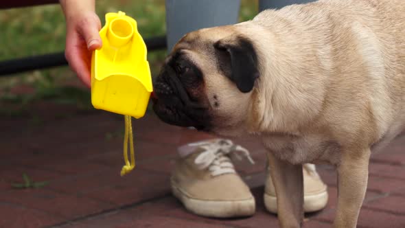 Pug Drinking From a Basin
