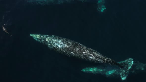 Amazing drone view of Gray Whales migrating together near Catalina Island on whale watching excursio alt