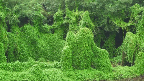 Ivy Covered Real Jungle Trees and Natural Dense Vegetation in Tropical Rain Forest