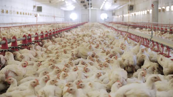 Chicken Farm Poultry Production alt