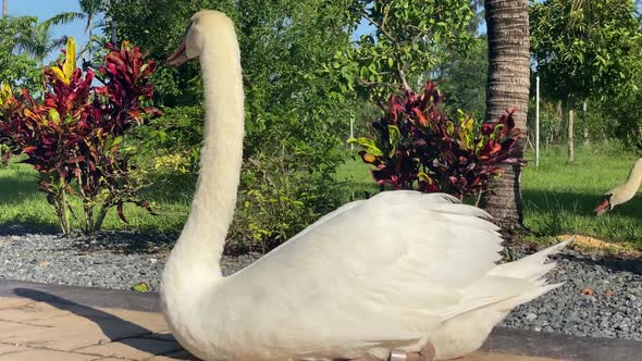 beautiful swan taking the sun, animals birds alt